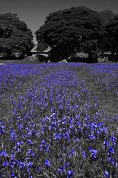 Blue Bells